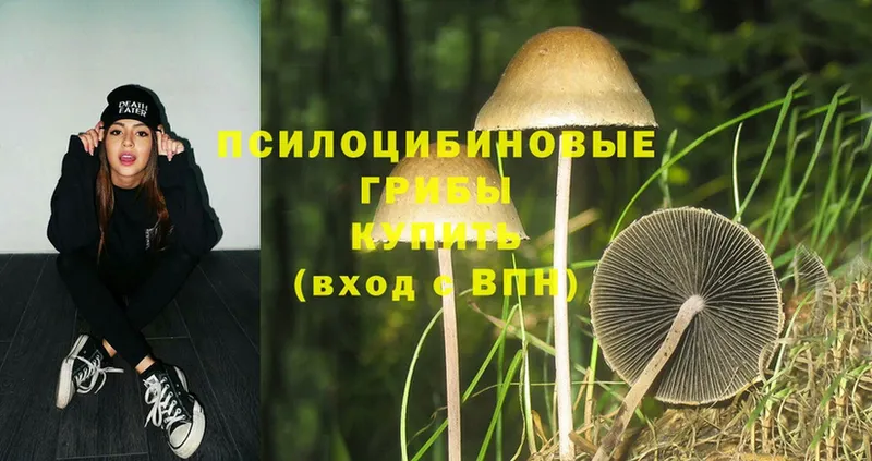 Галлюциногенные грибы Psilocybe  хочу   Пушкино 